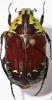 Euchroea coelestis peyrierasi